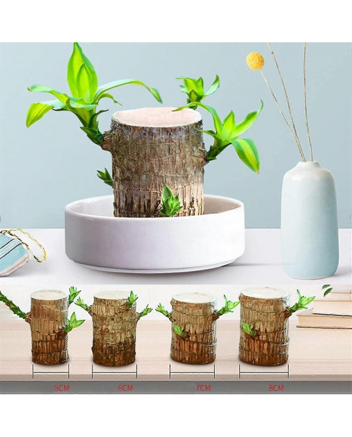 Mini Brésil Lucky Wood - Magical Sprouting Lucky Bambou Bois - Hydroponique Plante en Pot Stump Petite Mini Plante [...]