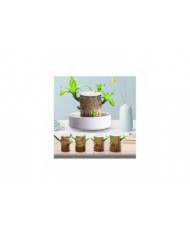 Mini Brésil Lucky Wood - Magical Sprouting Lucky Bambou Bois - Hydroponique Plante en Pot Stump Petite Mini Plante [...]