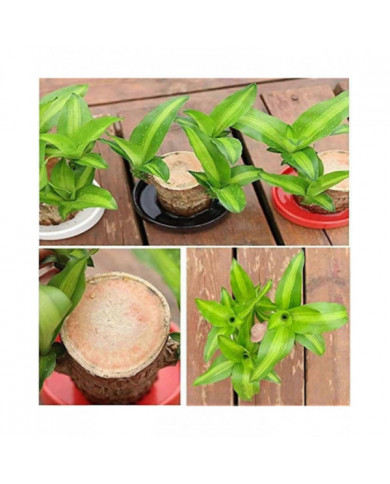 Mini Brésil Lucky Wood - Magical Sprouting Lucky Bambou Bois - Hydroponique Plante en Pot Stump Petite Mini Plante [...]