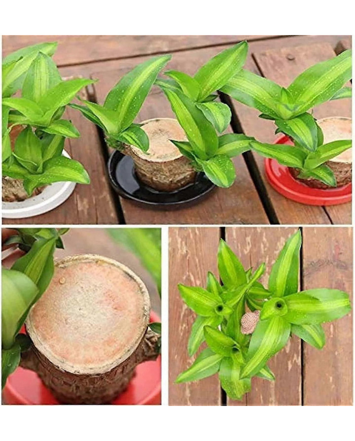 Mini Brésil Lucky Wood - Magical Sprouting Lucky Bambou Bois - Hydroponique Plante en Pot Stump Petite Mini Plante [...]