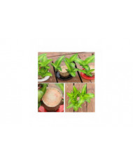 Mini Brésil Lucky Wood - Magical Sprouting Lucky Bambou Bois - Hydroponique Plante en Pot Stump Petite Mini Plante [...]